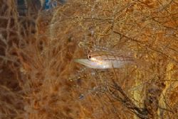 Unusual? For me it was. An orange longnose hawkfish.
Sol... by Andy Lerner 